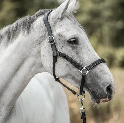 Paarden Adventskalender - 2025
